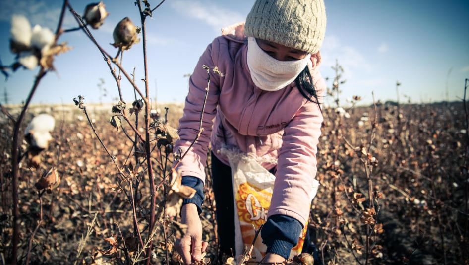Forced cotton harvesting in Uzbekistan - photo HRW